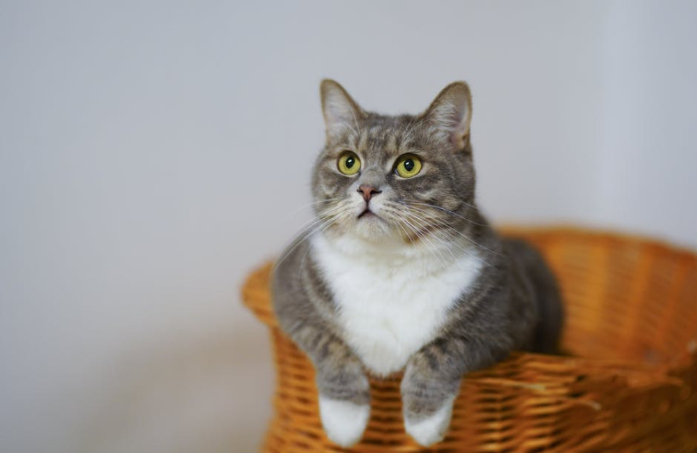 Is salvia giftig voor katten?