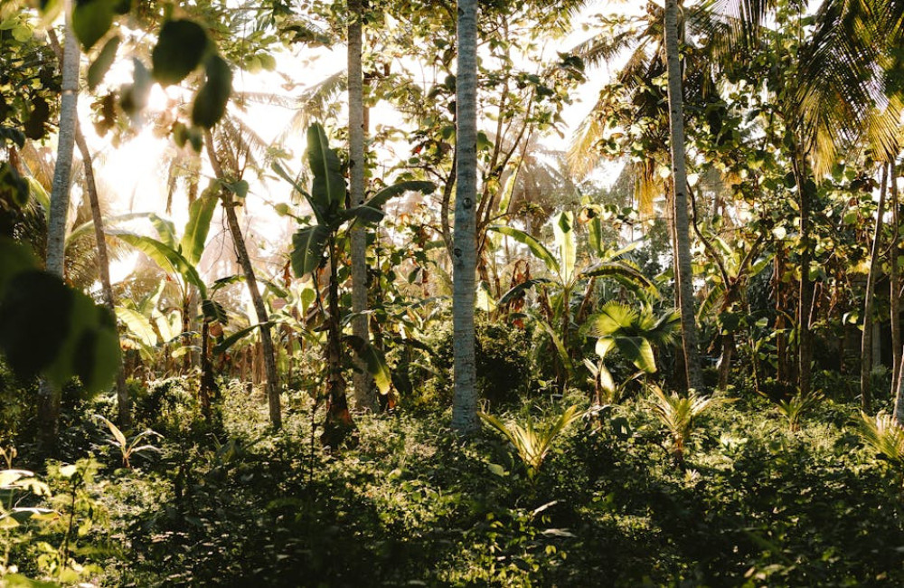 Met deze tips ga je goedkoop op vakantie naar Suriname