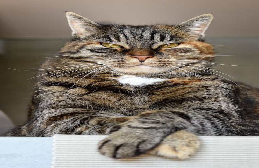 Waarom wordt mijn kat ineens agressief zonder reden?
