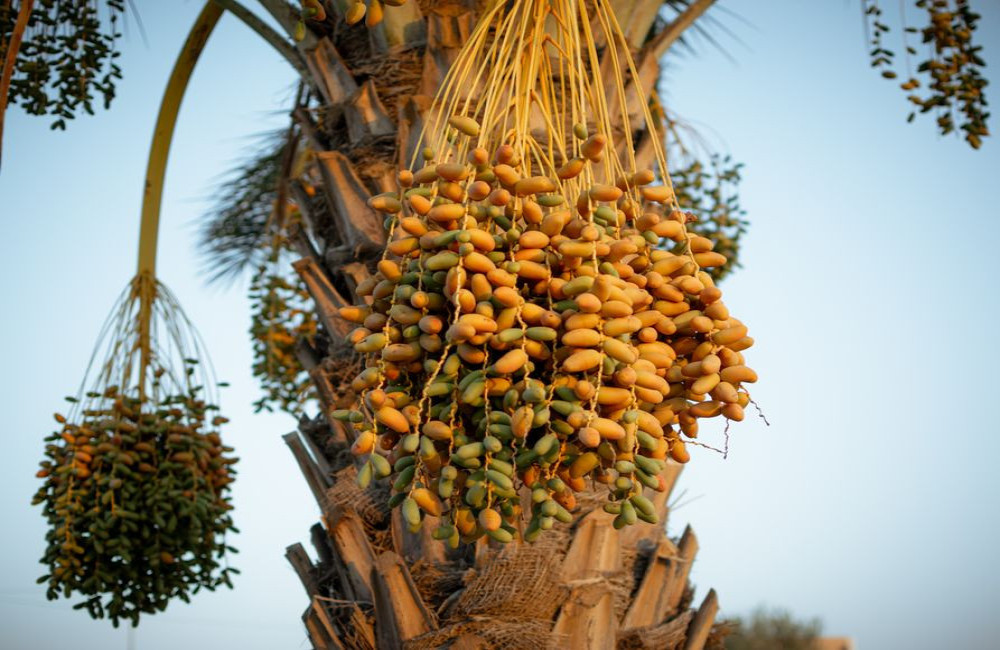 Zoete vrucht van de palmboom: dadel, achtergrond en gebruik