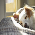 Waarom slaat mijn hond op vreemde momenten aan en wat kan ik eraan doen?